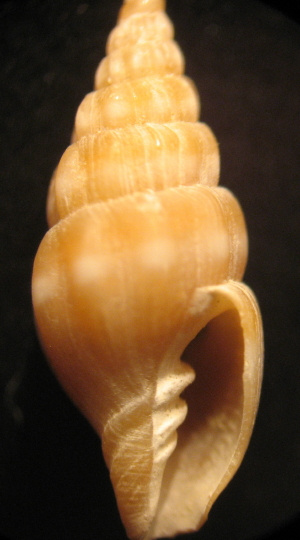 Vexillum savignyi